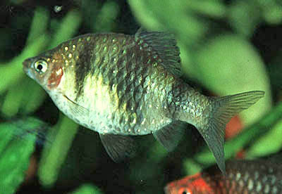 Puntius nigrofasciatus